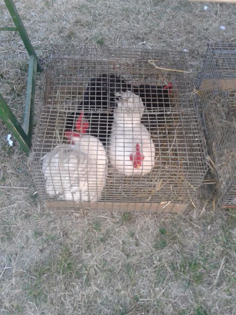 Fotografie0043 - 19 --- targ monor 12 03 2017