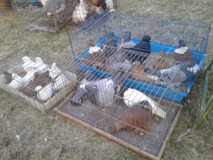 Fotografie0044 - 19 --- targ monor 12 03 2017