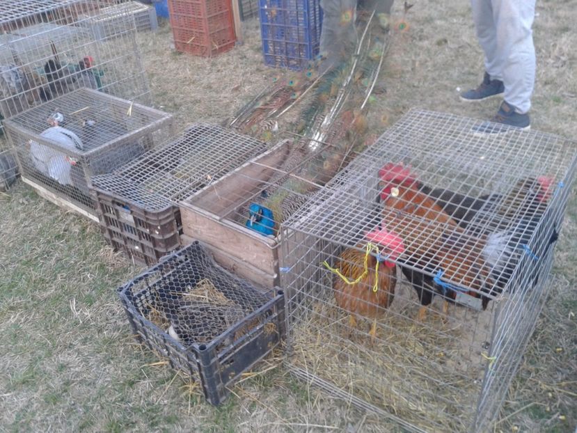 Fotografie0046 - 19 --- targ monor 12 03 2017