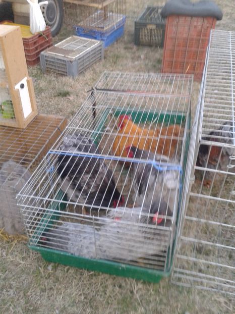 Fotografie0047 - 19 --- targ monor 12 03 2017