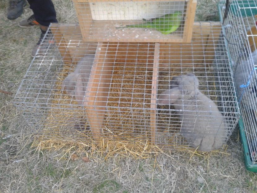 Fotografie0048 - 19 --- targ monor 12 03 2017