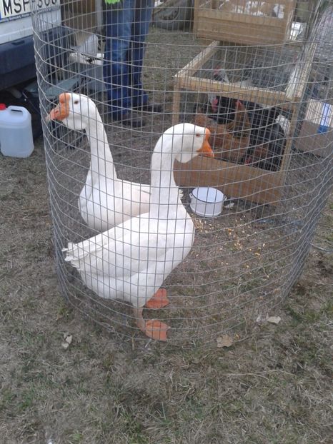 Fotografie0054 - 19 --- targ monor 12 03 2017