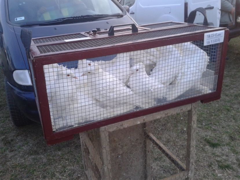 Fotografie0056 - 19 --- targ monor 12 03 2017