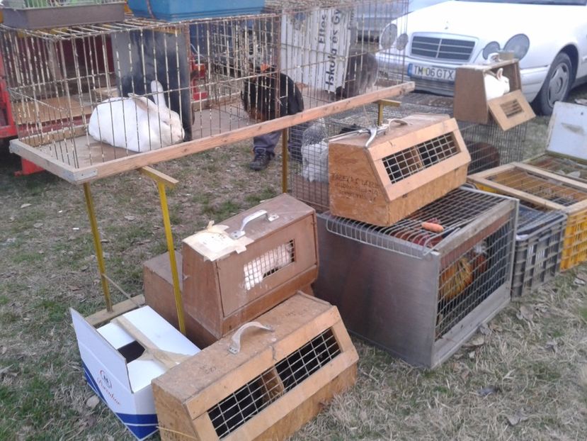 Fotografie0057 - 19 --- targ monor 12 03 2017