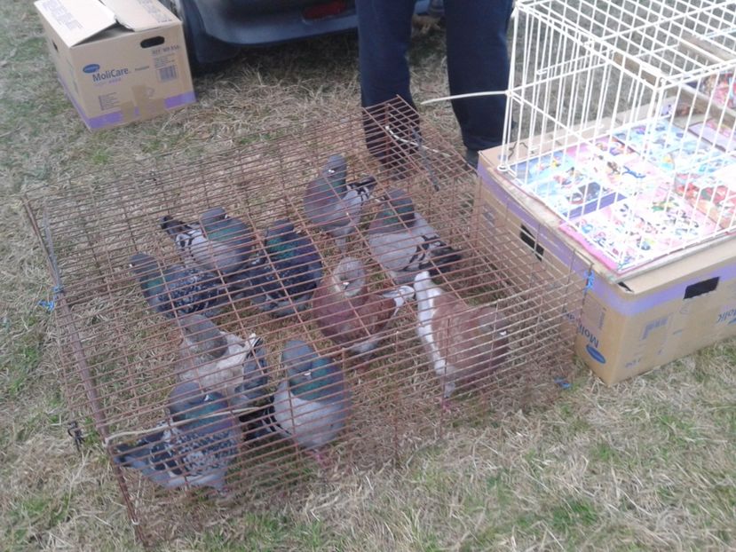 Fotografie0060 - 19 --- targ monor 12 03 2017