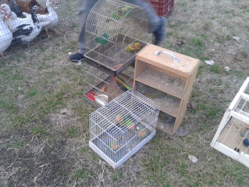 Fotografie0061 - 19 --- targ monor 12 03 2017