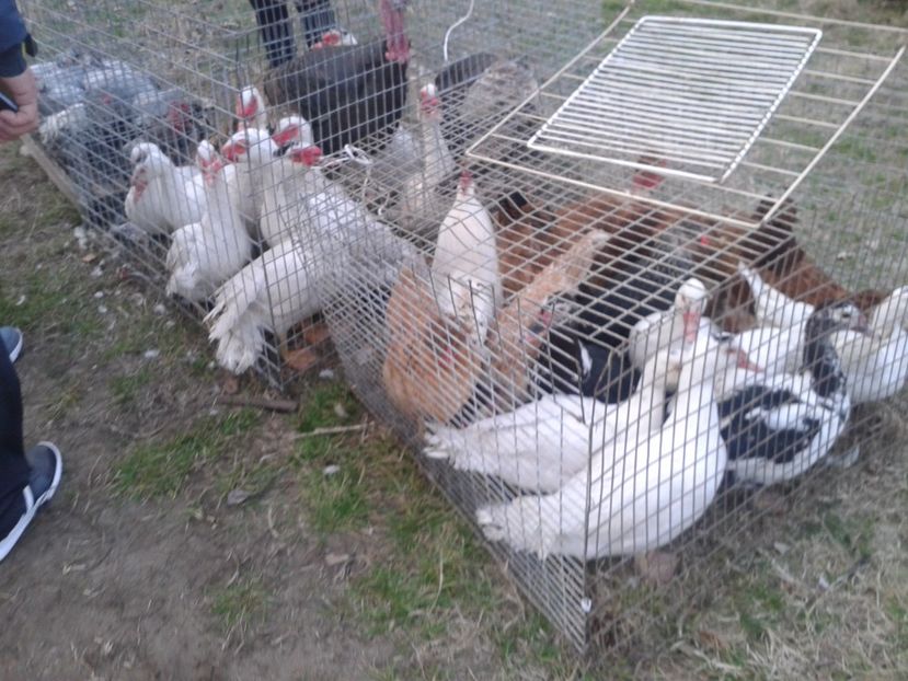 Fotografie0062 - 19 --- targ monor 12 03 2017