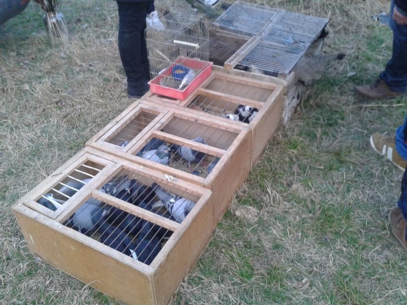 Fotografie0063 - 19 --- targ monor 12 03 2017