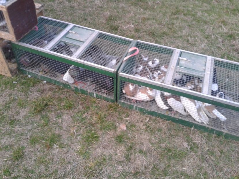 Fotografie0064 - 19 --- targ monor 12 03 2017