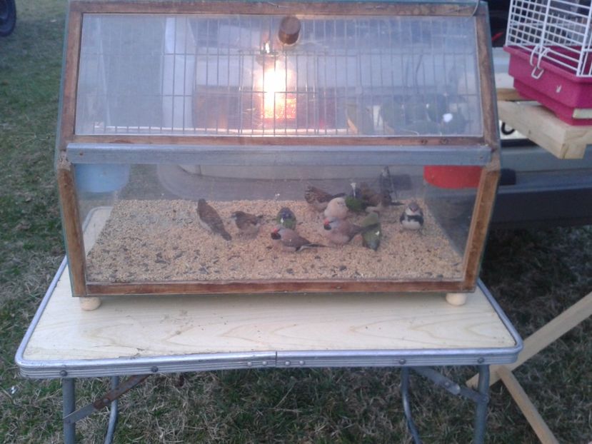 Fotografie0065 - 19 --- targ monor 12 03 2017