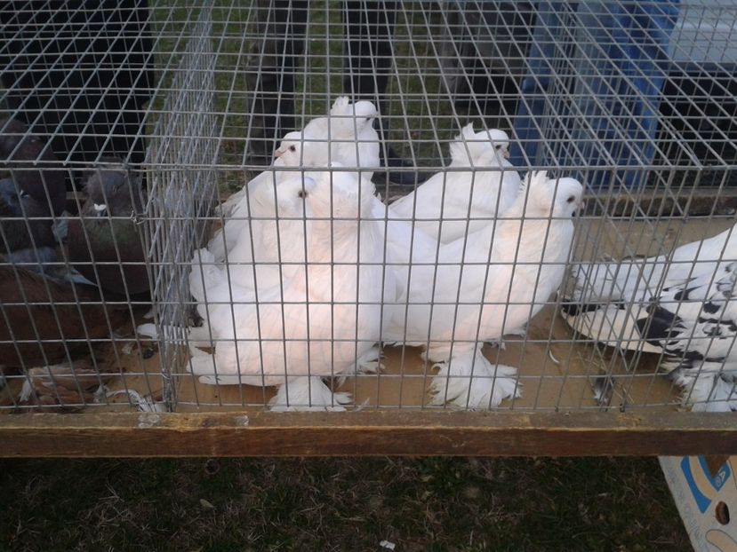 Fotografie0067 - 19 --- targ monor 12 03 2017