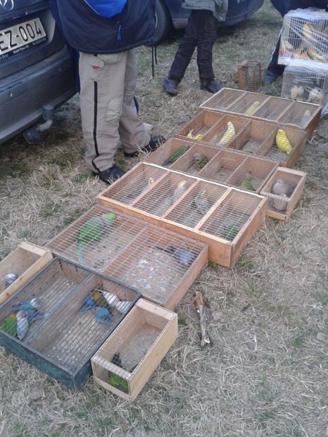 Fotografie0068 - 19 --- targ monor 12 03 2017