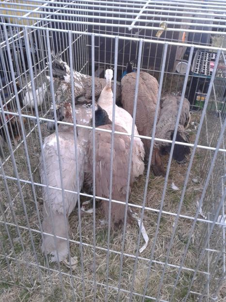 Fotografie0071 - 19 --- targ monor 12 03 2017