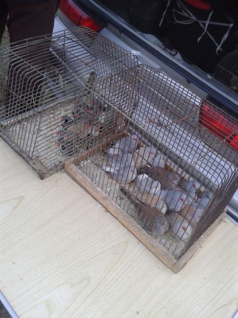 Fotografie0073 - 19 --- targ monor 12 03 2017