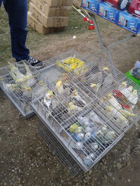 Fotografie0076 - 19 --- targ monor 12 03 2017