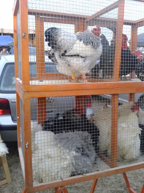 Fotografie0078 - 19 --- targ monor 12 03 2017