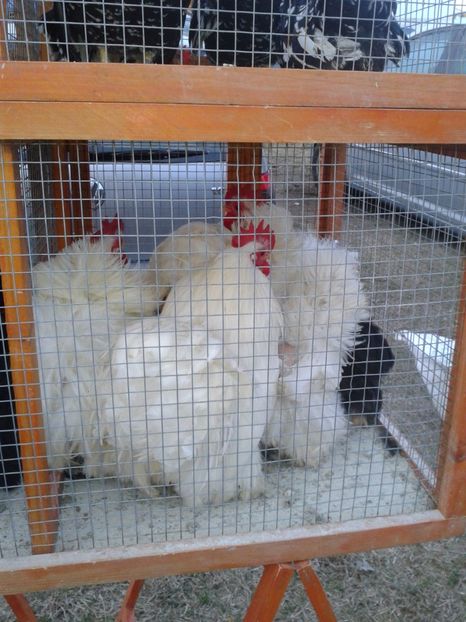 Fotografie0079 - 19 --- targ monor 12 03 2017