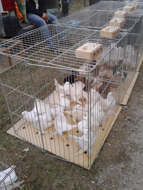 Fotografie0082 - 19 --- targ monor 12 03 2017