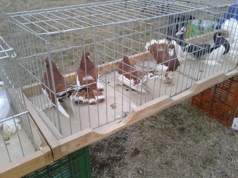 Fotografie0083 - 19 --- targ monor 12 03 2017