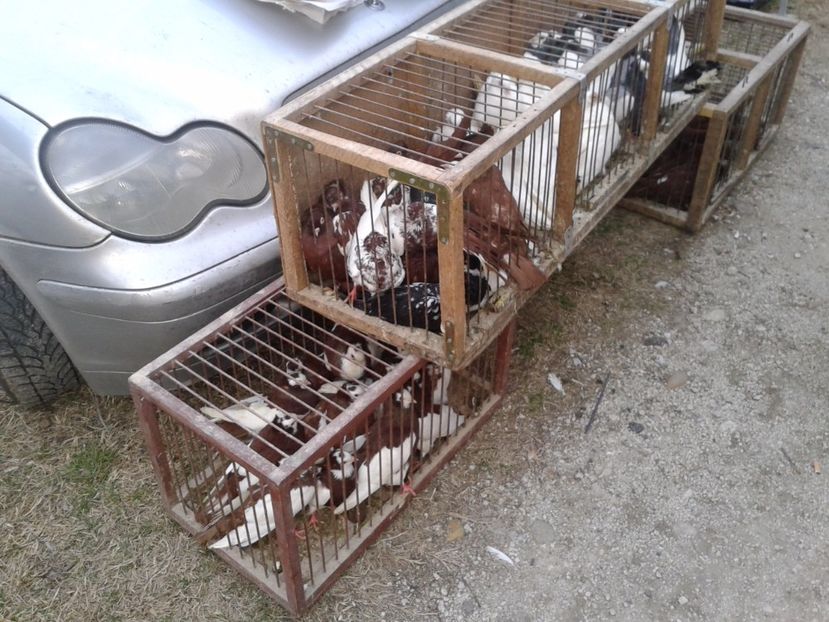 Fotografie0084 - 19 --- targ monor 12 03 2017