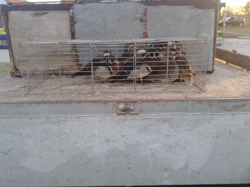 Fotografie0087 - 19 --- targ monor 12 03 2017