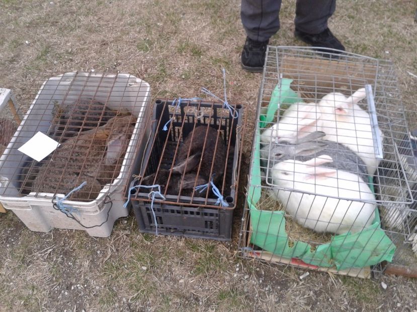 Fotografie0088 - 19 --- targ monor 12 03 2017