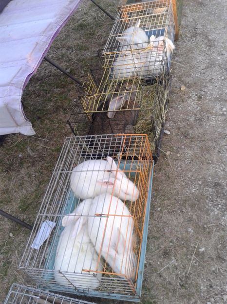 Fotografie0089 - 19 --- targ monor 12 03 2017