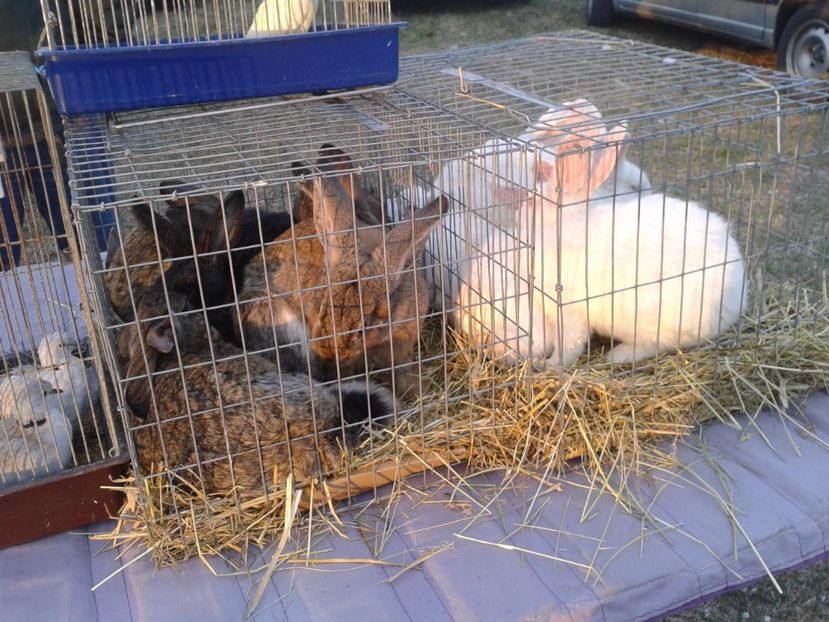 Fotografie0090 - 19 --- targ monor 12 03 2017