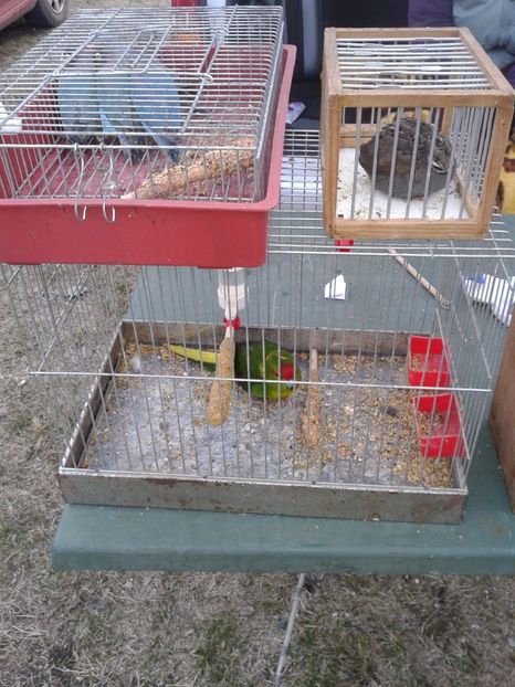 Fotografie0091 - 19 --- targ monor 12 03 2017