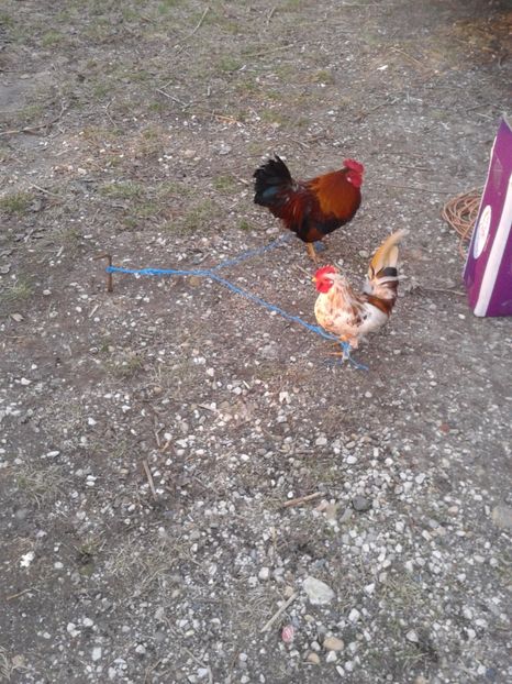 Fotografie0093 - 19 --- targ monor 12 03 2017