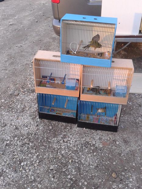 Fotografie0094 - 19 --- targ monor 12 03 2017