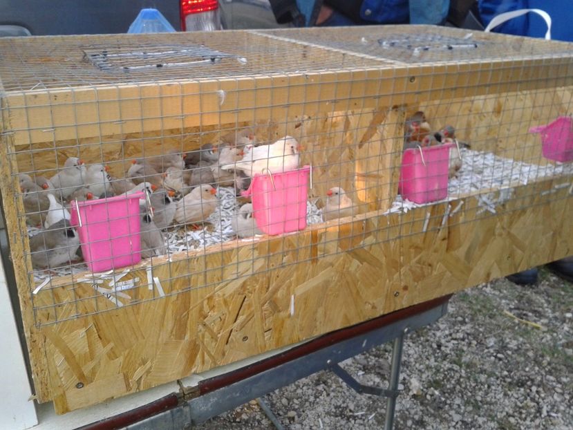 Fotografie0095 - 19 --- targ monor 12 03 2017