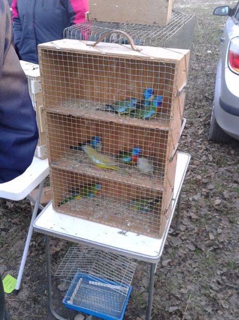 Fotografie0096 - 19 --- targ monor 12 03 2017