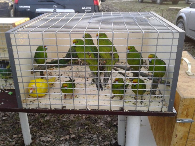 Fotografie0097 - 19 --- targ monor 12 03 2017