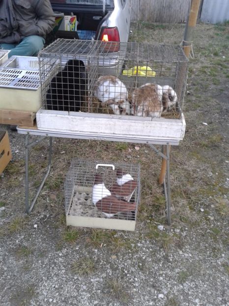 Fotografie0098 - 19 --- targ monor 12 03 2017