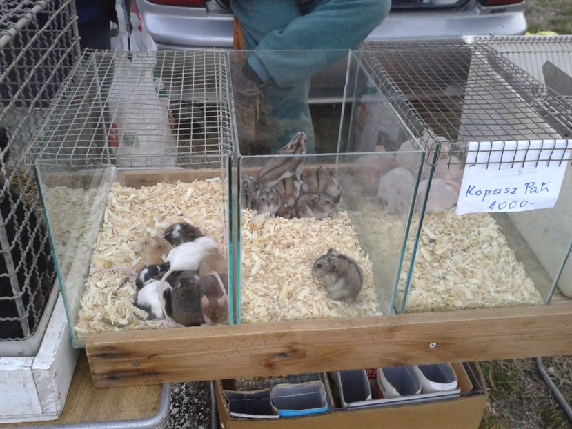 Fotografie0099 - 19 --- targ monor 12 03 2017