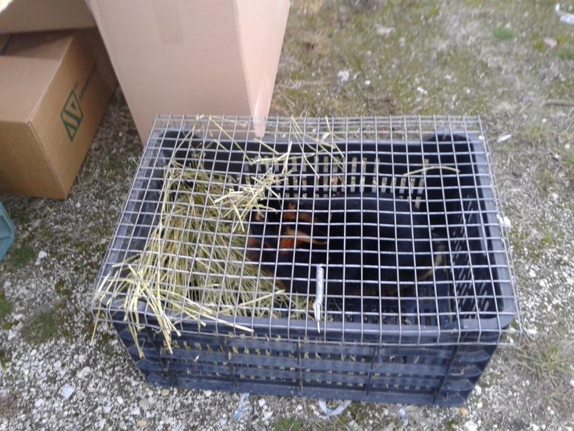 Fotografie0100 - 19 --- targ monor 12 03 2017