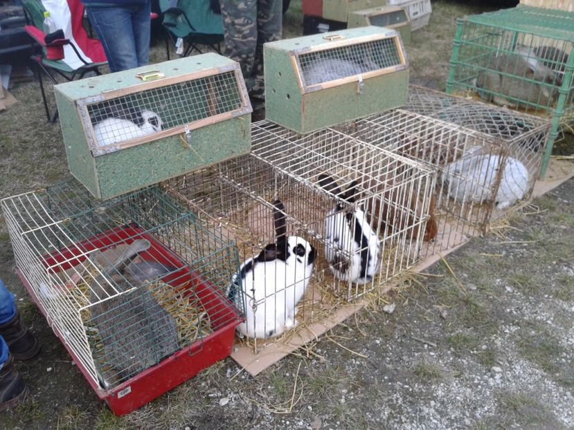 Fotografie0101 - 19 --- targ monor 12 03 2017