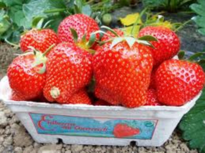 elsanta - Capsuni Soiul Elsanta