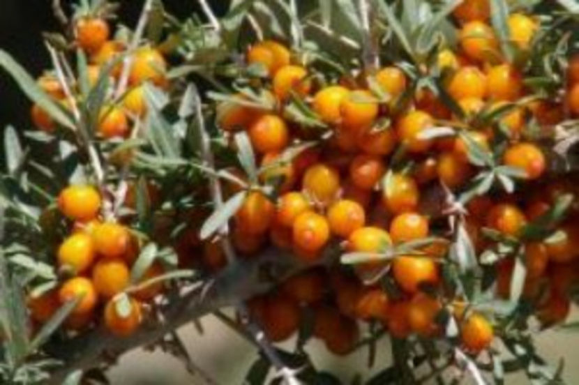 catina - Catina Pitesti 1