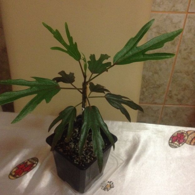 image - Hibi obtinuti din seminte