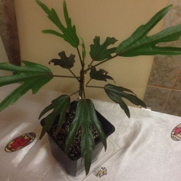 image - Hibi obtinuti din seminte