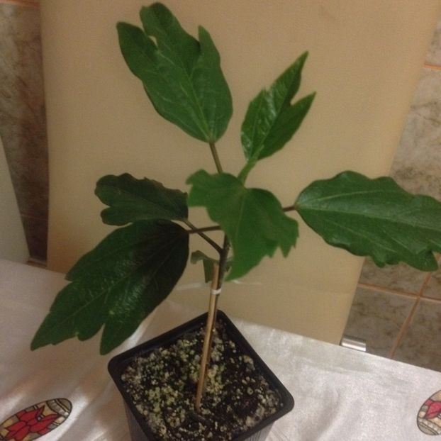 image - Hibi obtinuti din seminte