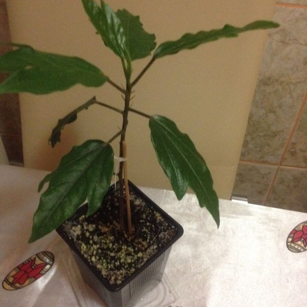 image - Hibi obtinuti din seminte