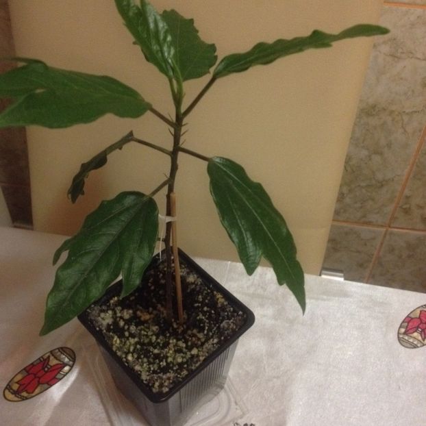 image - Hibi obtinuti din seminte