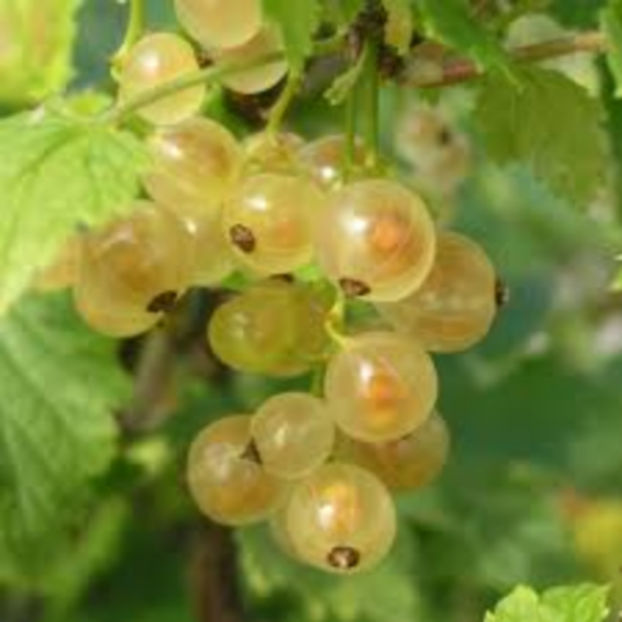 blanka - Coacaz Alb Soiul -Blanka