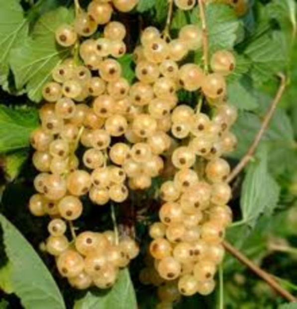 Blanka - Coacaz Alb Soiul -Blanka