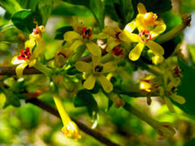 Florii coacaz auriu - Golden Currant