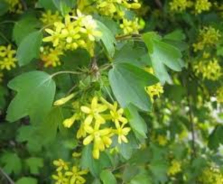 florii coacaz - Golden Currant
