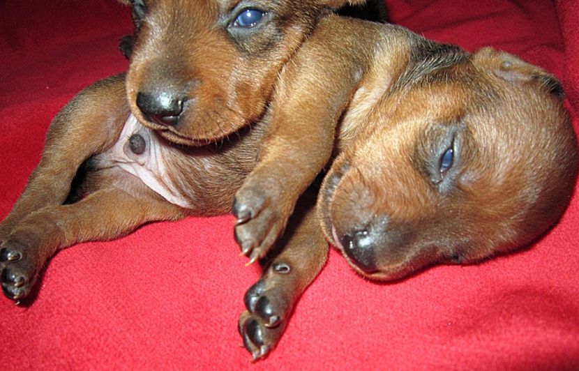  - pinscher